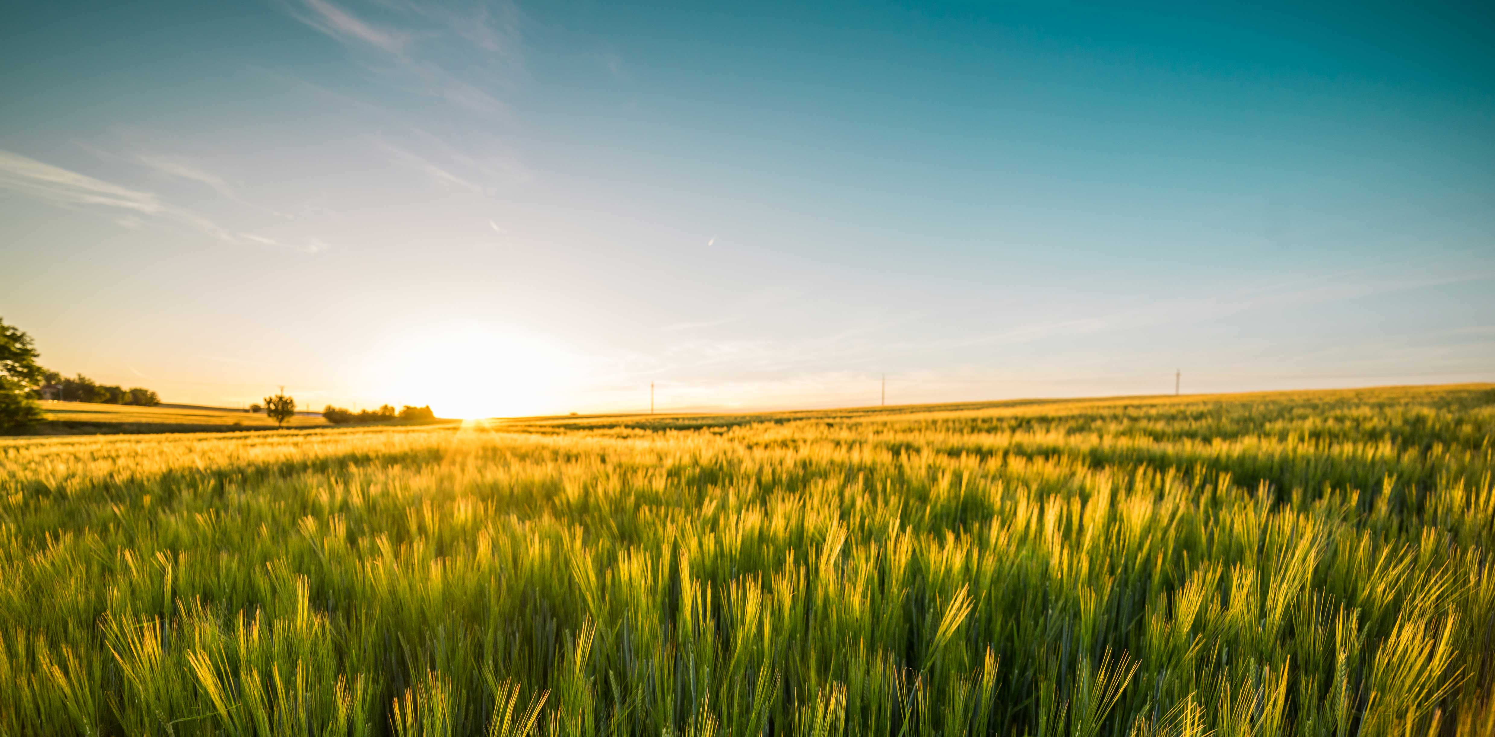 wheat field with sun